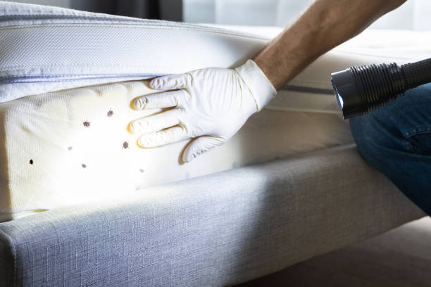 Best Best Pest Control Companies  in Pahala, HI
