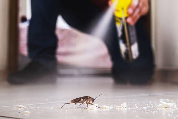 Trusted Pahala, HI Pest Control Experts